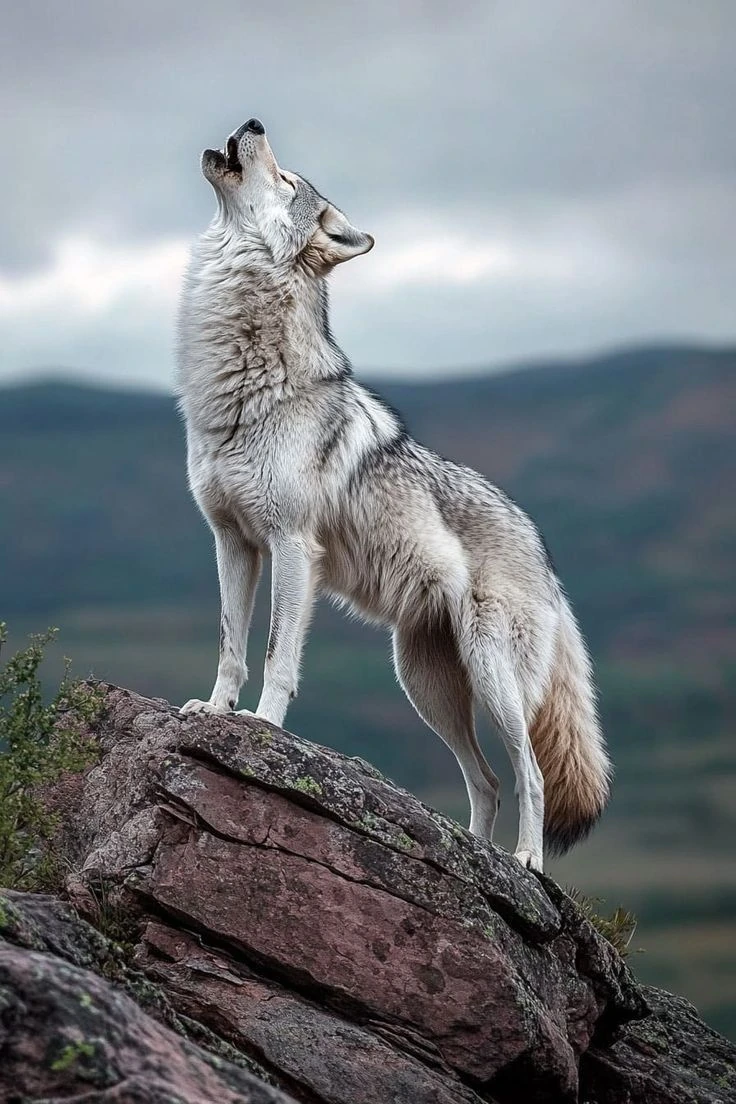 Originalbild: weißer Wolf auf einem Felsen.